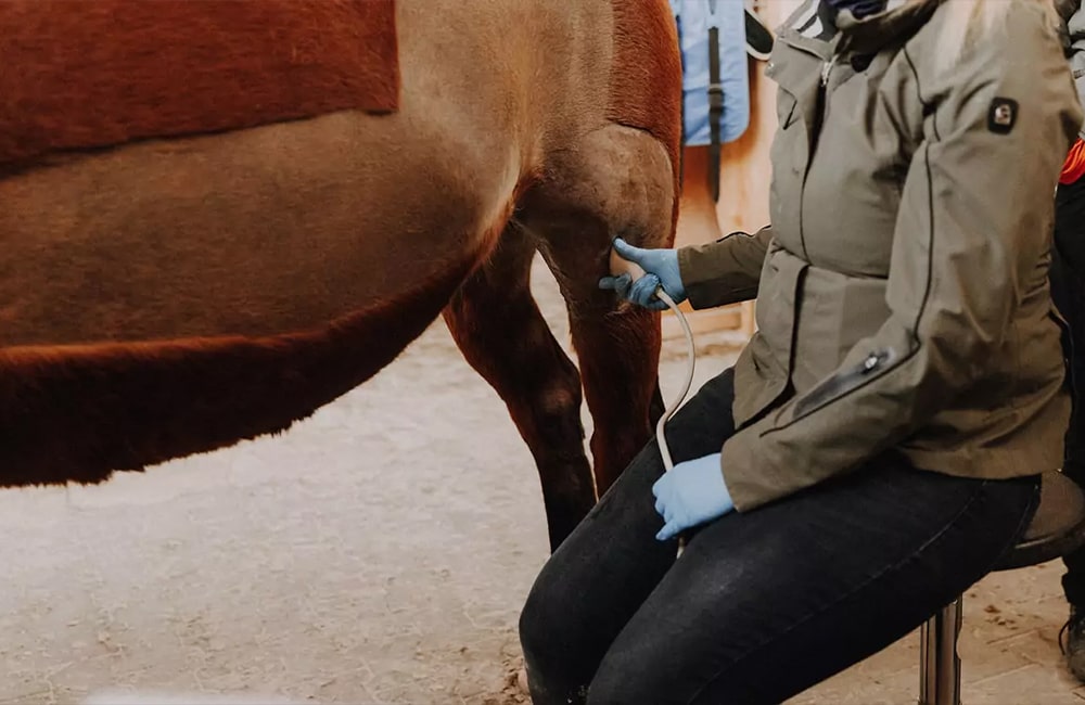 Tierarzt-Pferd-Tierärzte-Team-Erzgebirge-Zwönitz-Sachsen-Julia-Hübner-Pferdetierarzt-Pferdearzt-Pferdearztpraxis-2-min