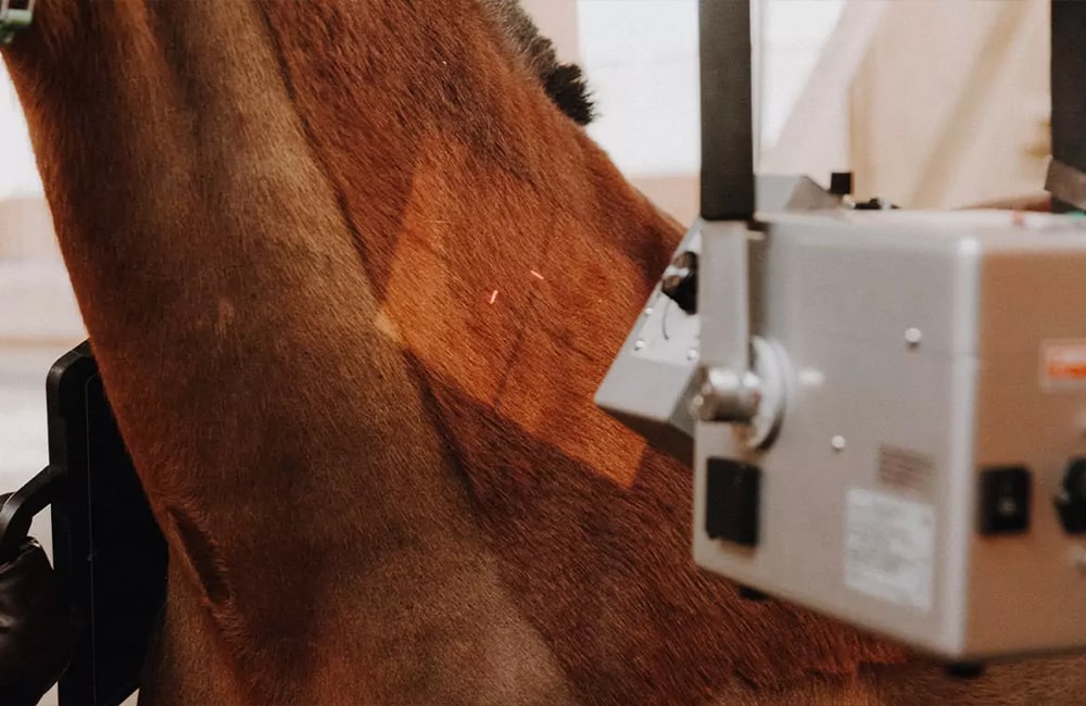 Tierarzt-Pferd-Tierärzte-Team-Erzgebirge-Zwönitz-Sachsen-Julia-Hübner-Pferdetierarzt-Pferdearzt-Pferdearztpraxis-5-min