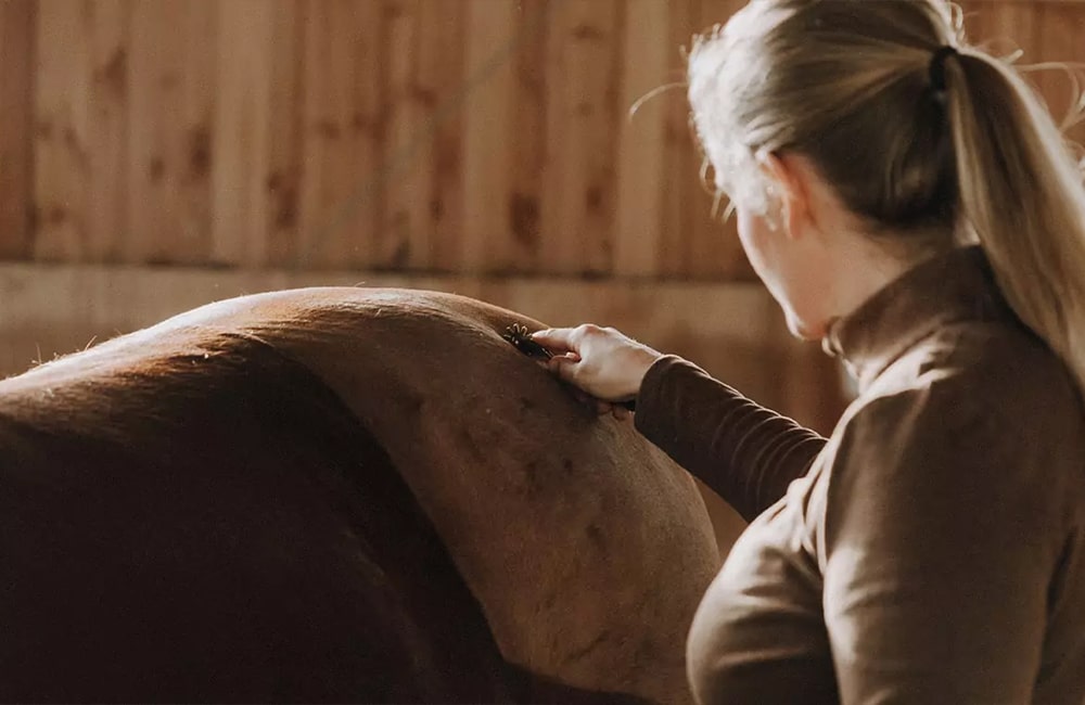 Tierarzt-Pferd-Tierärzte-Team-Erzgebirge-Zwönitz-Sachsen-Julia-Hübner-Pferdetierarzt-Pferdearzt-Pferdearztpraxis-Pferdereha-3-min