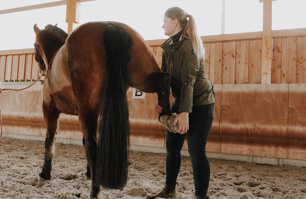 Tierarzt-Pferd-Tierärzte-Team-Erzgebirge-Zwönitz-Sachsen-Julia-Hübner-Pferdetierarzt-Pferdearzt-Pferdearztpraxis-Pferdereha-7-min