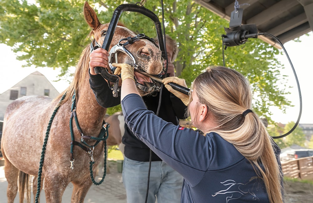 Tierarzt-Pferd-Tierärzte-Team-Erzgebirge-Zwönitz-Sachsen-Julia-Hübner-Zahnbehandlung-Pferdezahnarzt-1-min