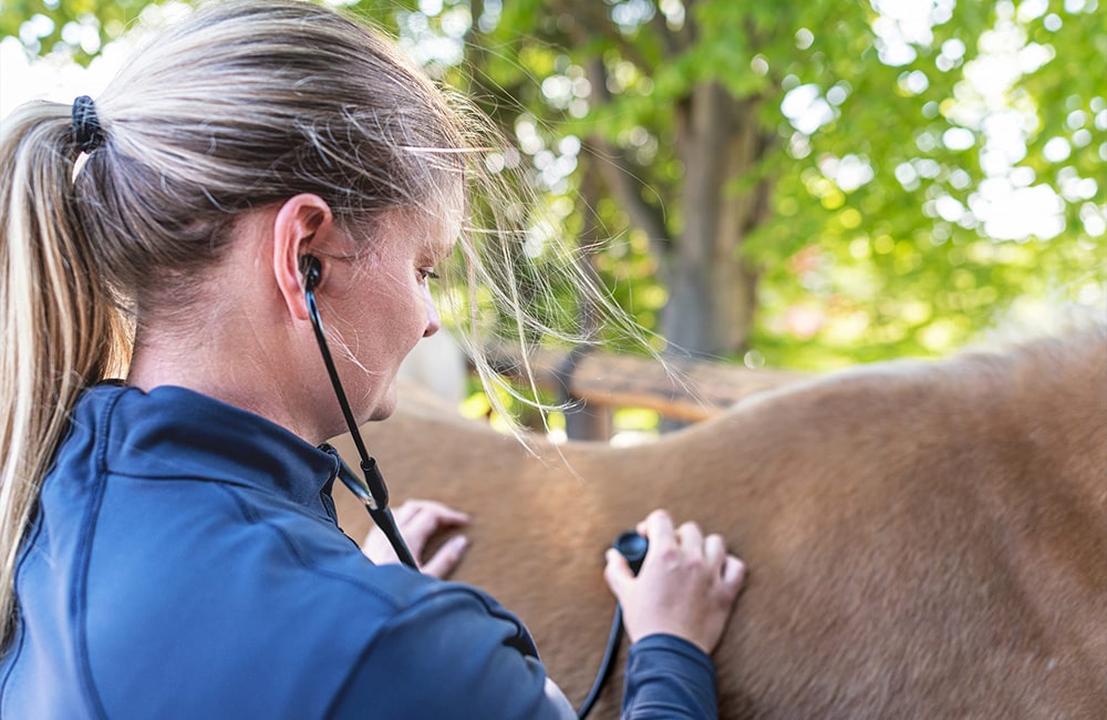 Tierarzt-Pferd-Tierärzte-Team-Erzgebirge-Zwönitz-Sachsen-Julia-Hübner-Zahnbehandlung-Pferdezahnarzt-3-min