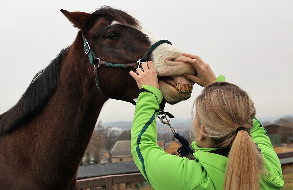 Tierarzt-Pferd-Tierärzte-Team-Erzgebirge-Zwönitz-Sachsen-Julia-Hübner-Zahnbehandlung-Pferdezahnarzt-4-min