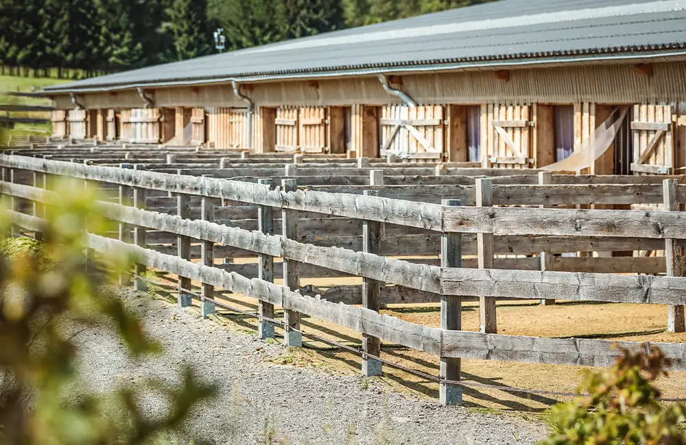 Pferdegesundheitszentrum-Mitteldeutschland-Tierärzte-Team-Erzgebirge-Zwönitz-Sachsen-Pferdetierarzt-Pferdearzt-Pferdearztpraxis-Pferdereha-Unterbringung-Pferd-1