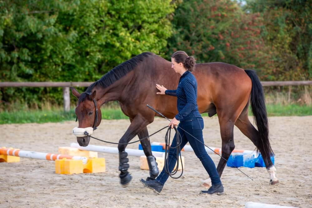Tierarzt-Pferd-Tierärzte-Team-Erzgebirge-Zwönitz-Sachsen-Julia-Hübner-Pferdetierarzt-Pferdearzt-Pferdearztpraxis-Pferdereha-6-min