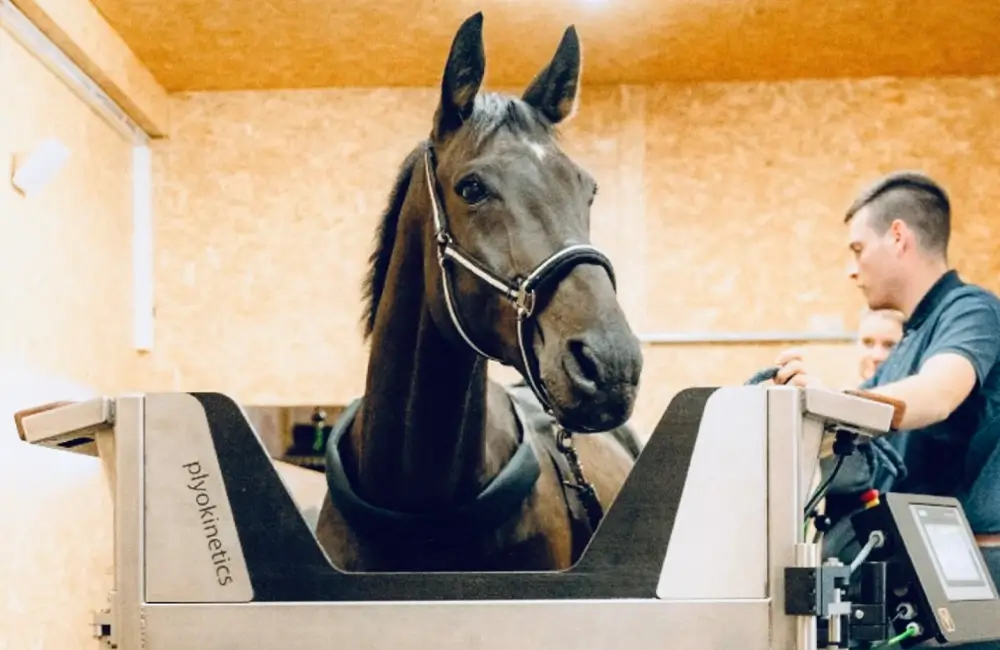 mobile-pferdepraxis-zwönitz-1-min