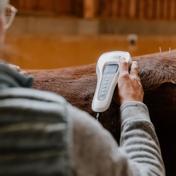 Pferdegesundheitszentrum-Mitteldeutschland-Tieraerzte-Team-Erzgebirge-Zwoenitz-Sachsen-Pferdetierarzt-Pferdearzt-Pferdearztpraxis-Pferdereha-Pferdephysiotherapie-13