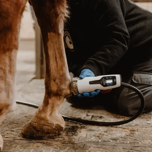 Pferdegesundheitszentrum-Mitteldeutschland-Tieraerzte-Team-Erzgebirge-Zwoenitz-Sachsen-Pferdetierarzt-Pferdearzt-Pferdearztpraxis-Pferdereha-Pferdephysiotherapie-15