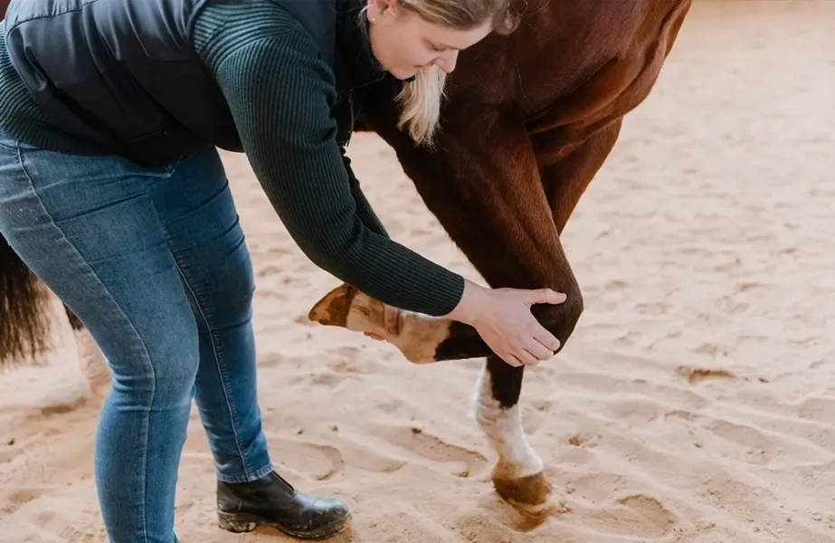 Pferdegesundheitszentrum-Mitteldeutschland-Tieraerzte-Team-Erzgebirge-Zwoenitz-Sachsen-Pferdetierarzt-Pferdearzt-Pferdearztpraxis-Pferdereha-Pferdephysiotherapie-3