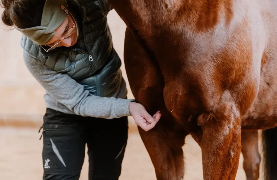 Pferdegesundheitszentrum-Mitteldeutschland-Tieraerzte-Team-Erzgebirge-Zwoenitz-Sachsen-Pferdetierarzt-Pferdearzt-Pferdearztpraxis-Pferdereha-Pferdephysiotherapie-8
