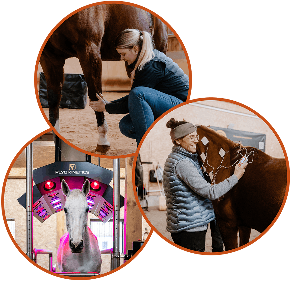 Pferdegesundheitszentrum-Mitteldeutschland-Tierärzte-Team-Erzgebirge-Zwönitz-Sachsen-Pferdetierarzt-Pferdereha-Pferdetherapie